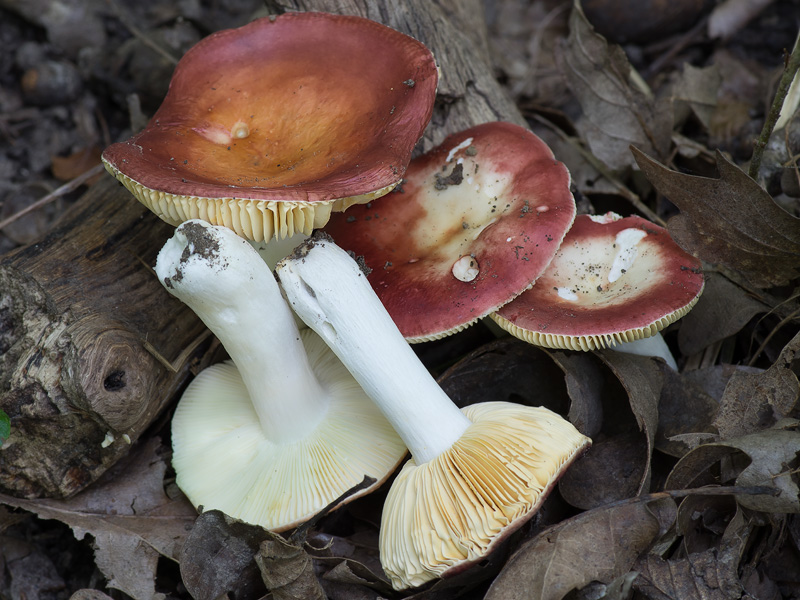 Russula laeta